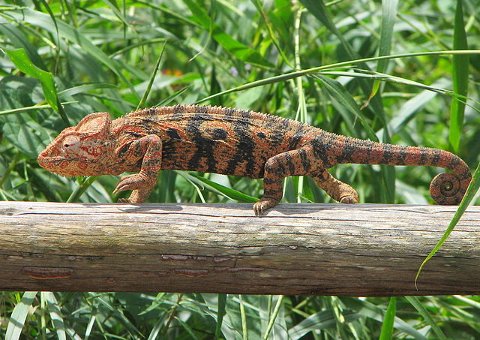 Chameleon